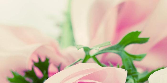 736x1308 27 Floral iPhone 7 Plus Wallpapers for a Sunny Spring | Preppy