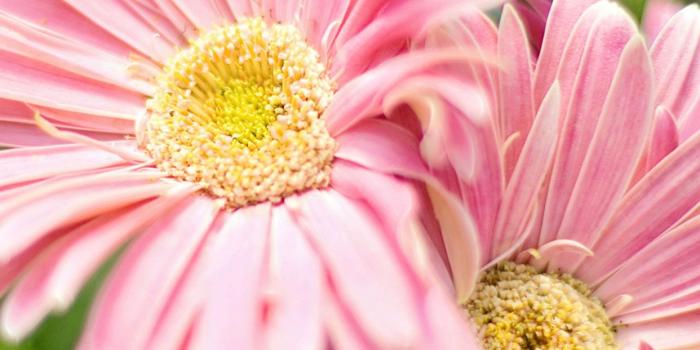 1242x2208 71+ Pink Flower Wallpapers on WallpaperPlay