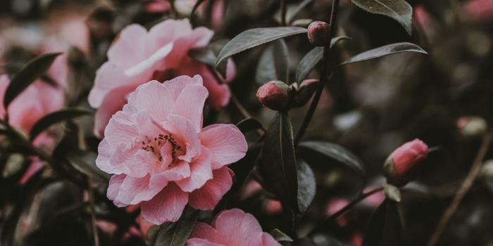 1350x2400 Download wallpaper 1350x2400 wild rose, bush, pink, flowers iphone