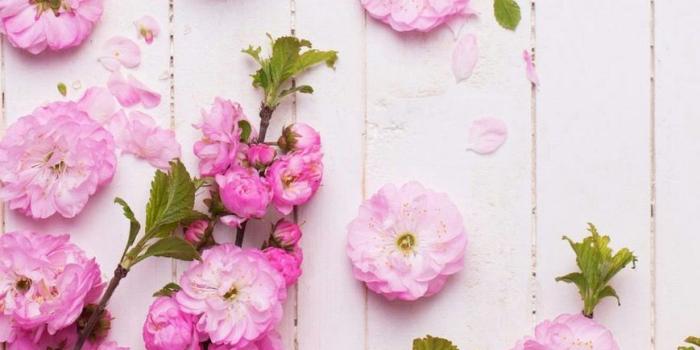 869x1440 Pink Flower Wallpaper Iphone Pink Roses Iphone Wallpapers - Iphone