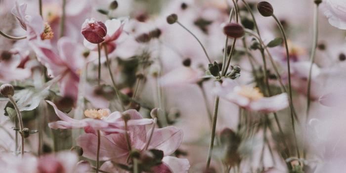 1125x2436 Pastel pink flowers iPhone X Wallpapers Free Download