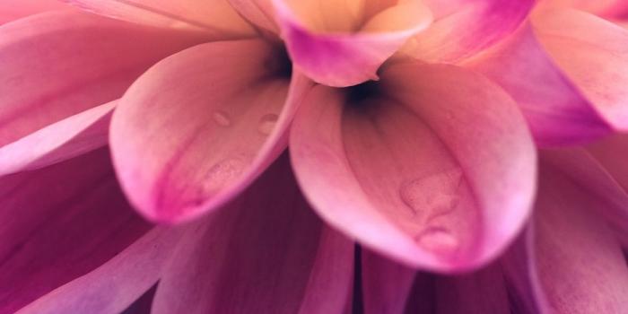 938x1668 Top 10 Punto Medio Noticias | Iphone Wallpaper Flowers Pink
