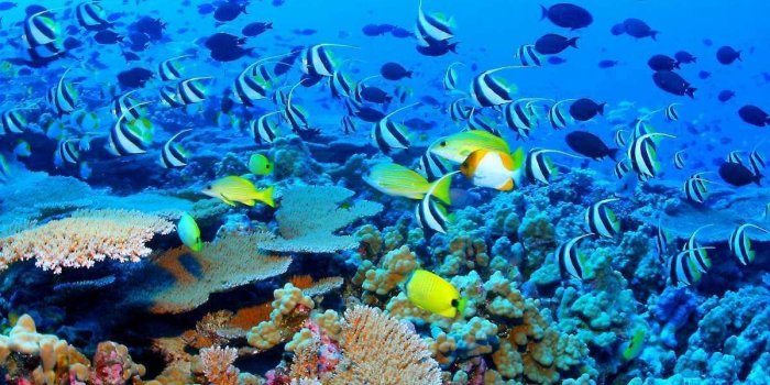 1200x800 Great Barrier Reef Wallpapers