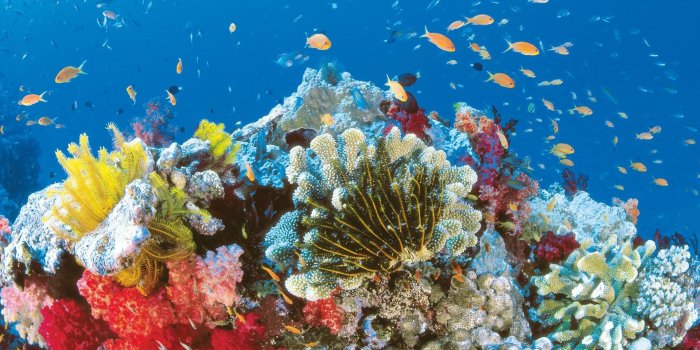 1920x1080 free high resolution wallpaper great barrier reef, 598 kB - Rider