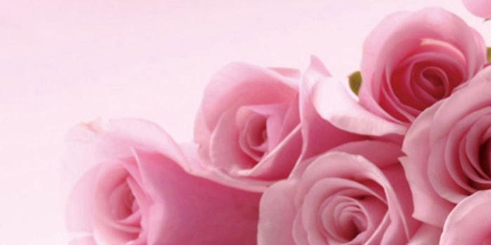 1080x1920 Wallpaper With Pink Roses And Petals For Iphone - Pink Flower