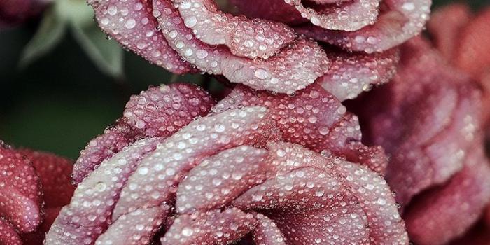 750x1334 ROSE PINK RAINDROP FLOWER SUMMER NATURE RED WALLPAPER HD IPHONE