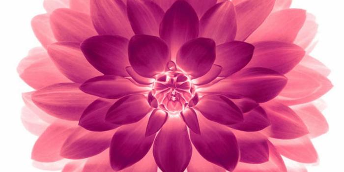 1080x1920 Flower Wallpaper iPhone (84+ images)