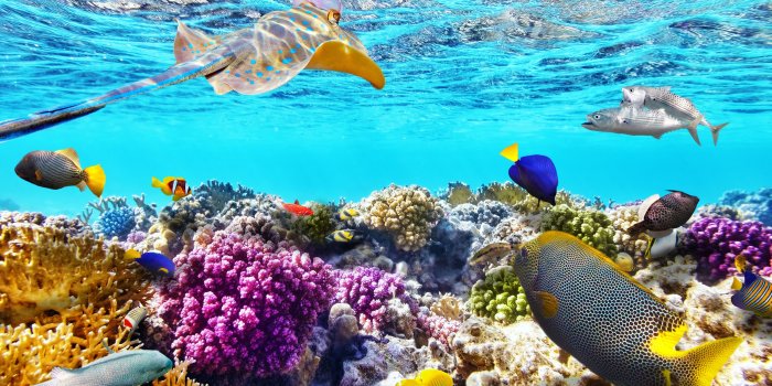 3000x2000 Great Barrier Reef Wallpaper (61+ images)