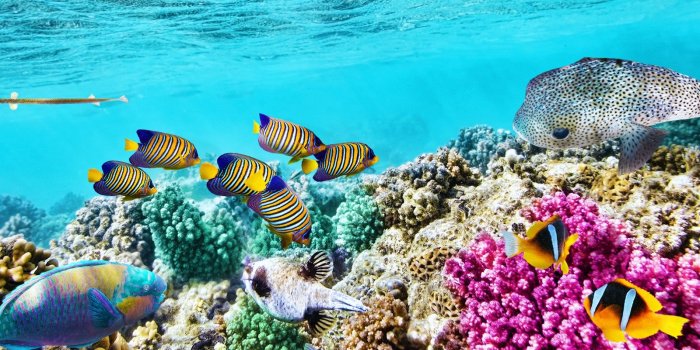 1600x900 Great Barrier Reef Wallpaper 8 - 1600 X 900