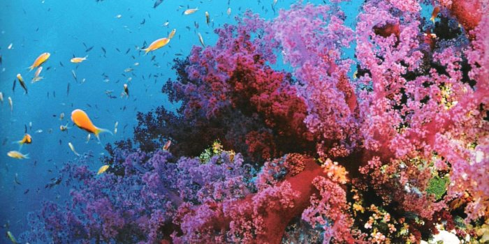 1920x1080 70+ Great Barrier Reef Wallpapers - Download at WallpaperBro