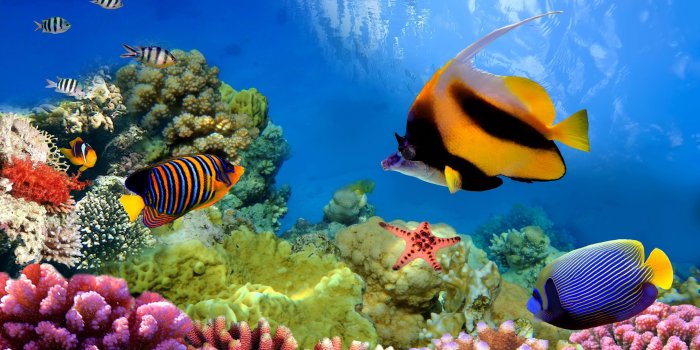 3840x2400 Hd Wallpaper - Great Barrier Reef 4k (#158537) - HD Wallpaper Download