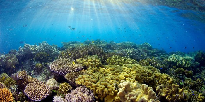 1920x1080 70+ Great Barrier Reef Wallpapers - Download at WallpaperBro