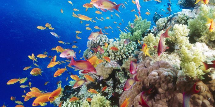 1600x1200 Colorful Coral Reef Wallpaper Hd - Great Barrier Reef (#1068010