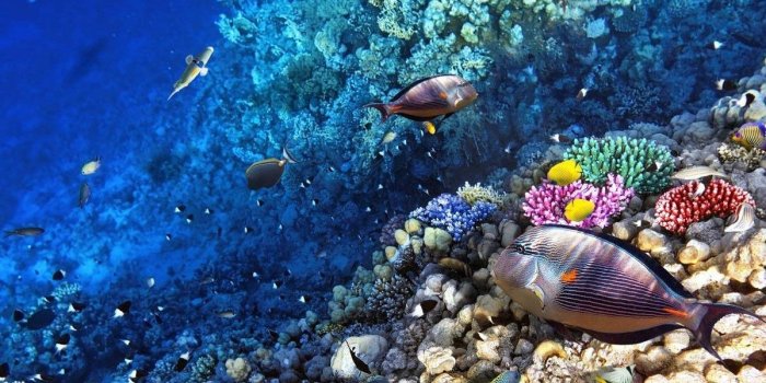 1200x700 Great Barrier Reef Marine Park Wallpapers