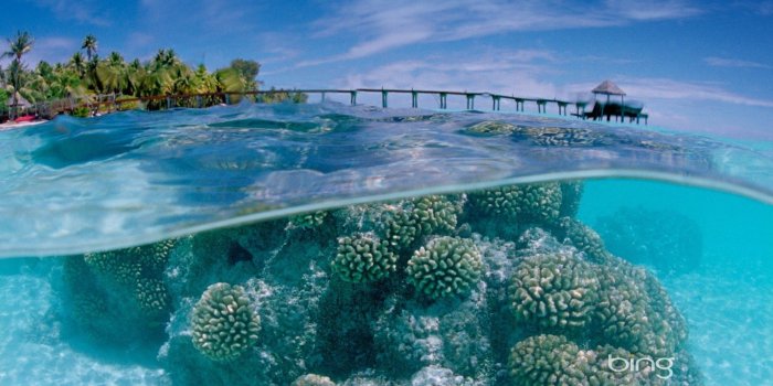 1920x1080 57+ Coral Reef Wallpapers on WallpaperPlay