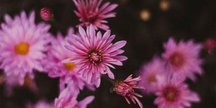 757x1136 Wild pink daisy iphone wallpaper - Idea Wallpapers , iPhone