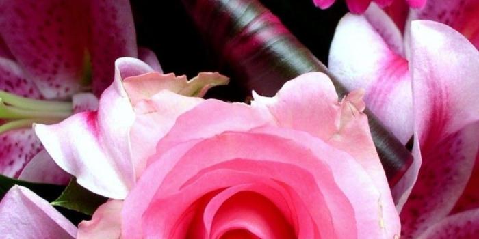 1080x1920 iPhone Wallpaper HD Pink Flower | Best HD Wallpapers