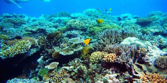 2592x1944 Underwater Coral Reef Background Pictures Wallpaper | HD Wallpapers