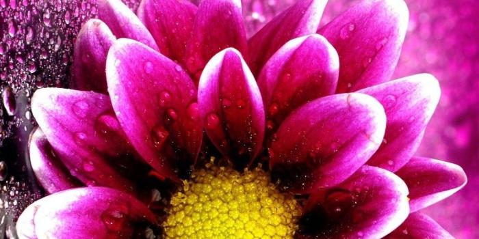 1080x1920 Pink Flower Wallpaper iPhone | 2019 3D iPhone Wallpaper