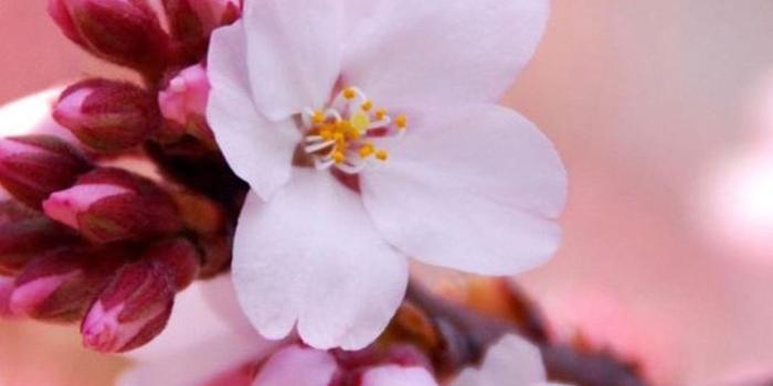 1080x1920 45+ Pink Flower iPhone Wallpapers - Download at WallpaperBro