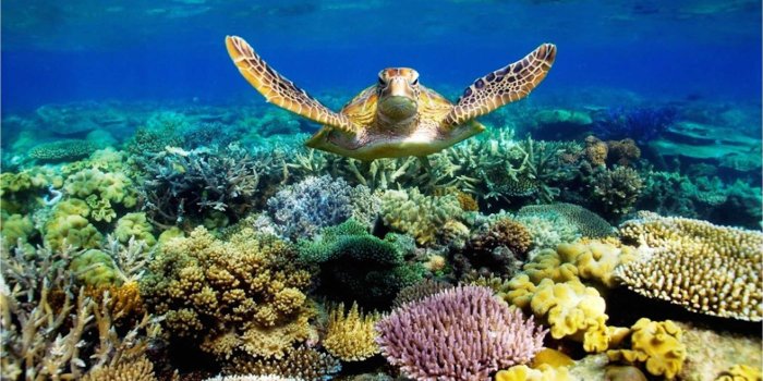 2102x1405 70+ Great Barrier Reef Wallpapers - Download at WallpaperBro