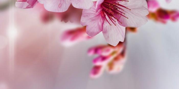 900x1600 Light Pink Floral iPhone Wallpapers - Top Free Light Pink Floral