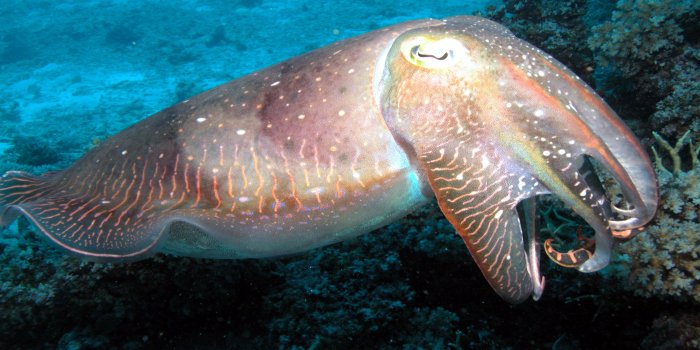 3840x2400 Great Barrier Reef Wallpaper 16 - 3840 X 2400