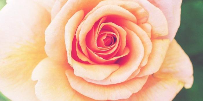 1080x1920 Flower iPhone Wallpapers - Pexels Wallpaper - Part 2