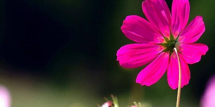 1080x1920 Wild Pink Flowers iPhone 6s Wallpapers HD