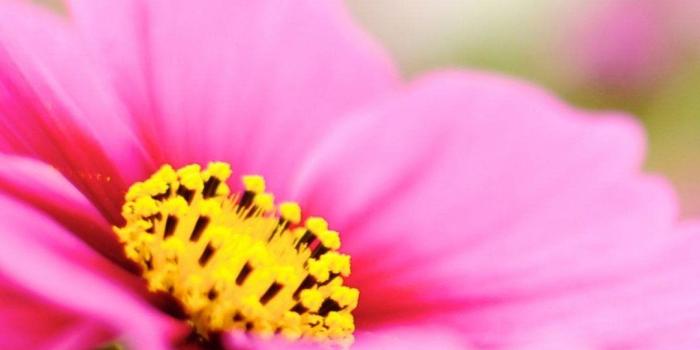 1080x1920 Pink Flower Iphone Wallpaper - (52+) Group Wallpapers