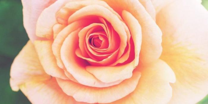 758x1348 Flower iPhone Wallpapers - WallpaperAsk