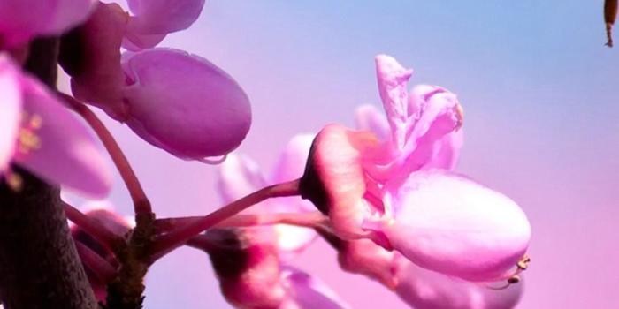 1080x1920 Pink Flower iPhone Wallpaper | 2019 3D iPhone Wallpaper