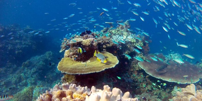 1920x1080 Great Barrier Reef Wallpaper (61+ images)