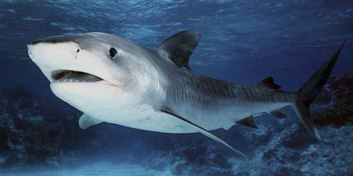 1366x768 Made by Constance Fox: best Great Barrier Reef images, wallpapers