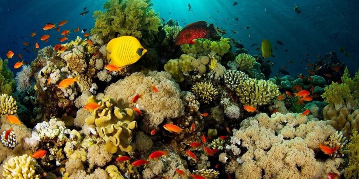 1920x1200 Great Barrier Reef Wallpaper (61+ images)