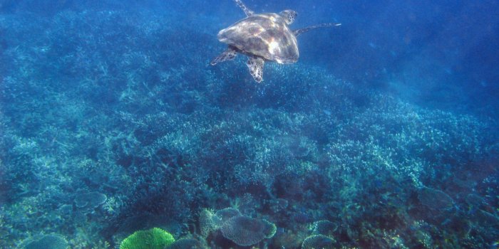 1920x1080 Nature: Turtle on the Great Barrier Reef, desktop wallpaper nr