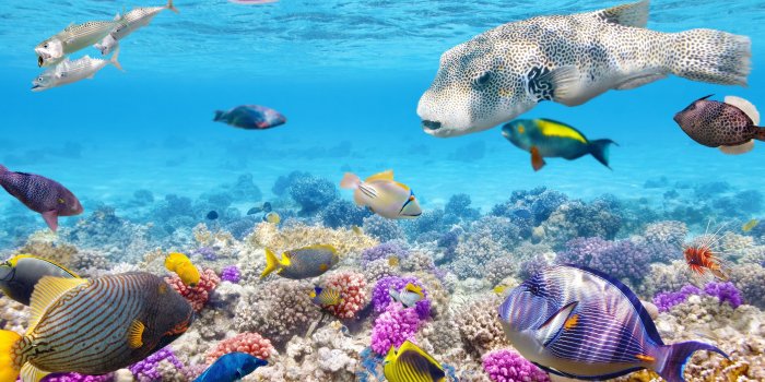 3840x2160 Coral Reef 4K Wallpapers - Top Free Coral Reef 4K Backgrounds