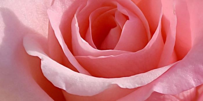 1080x1920 One pink rose close-up, flower 1080x1920 iPhone 8/7/6/6S Plus