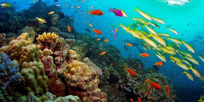 1920x1080 Great Barrier Reef Coral Reef In Queensland Australia Ocean Tropical