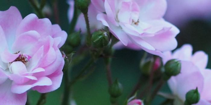 1125x2436 Download 1125x2436 wallpaper roses, flowers, blossom, pink flower