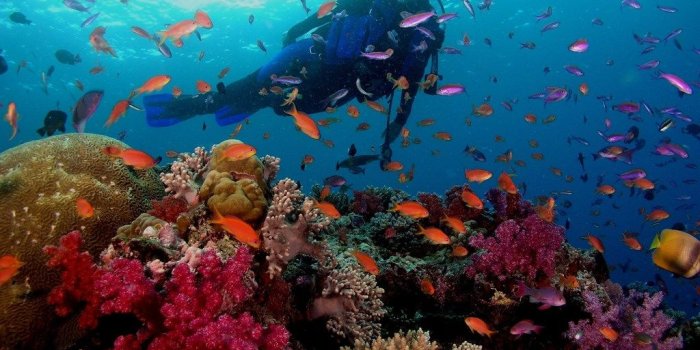 1024x768 Scuba Diving At Great Barrier Reef Wallpapers Desktop Background