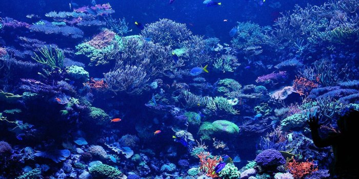 2100x1400 Coral Reef wallpaper ·① Download free amazing full HD backgrounds