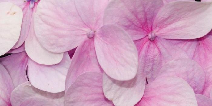 750x1334 Pretty Pink Flowers Iphone Wallpaper - Flowers Healthy