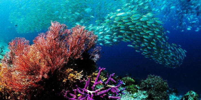 1920x1080 Coral Reef 4K Wallpapers - Top Free Coral Reef 4K Backgrounds