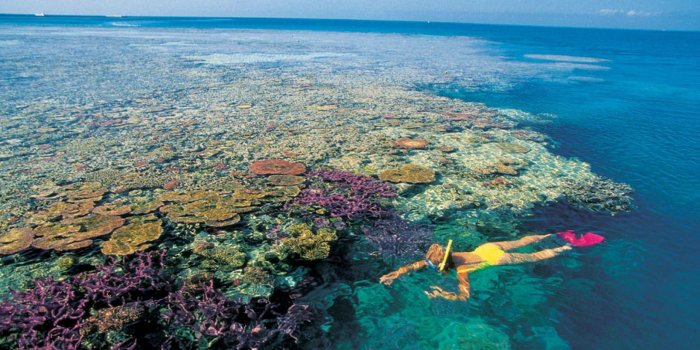 2560x1440 46+ Great Barrier Reef Wallpapers