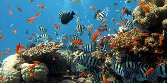 1920x1080 Great Barrier Reef Wallpaper 1920x1080