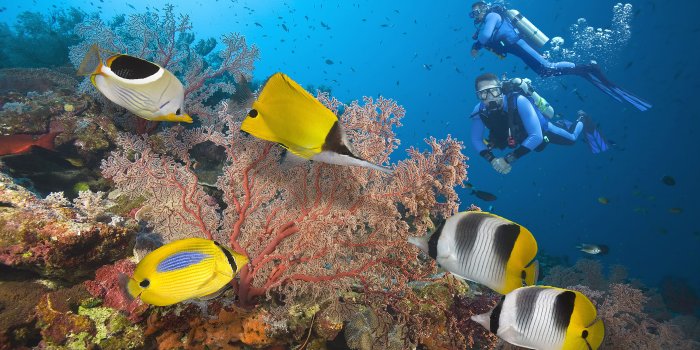 3840x2400 Great Barrier Reef Divers Seabed With Exotic Colorful Fish, Coral Hd
