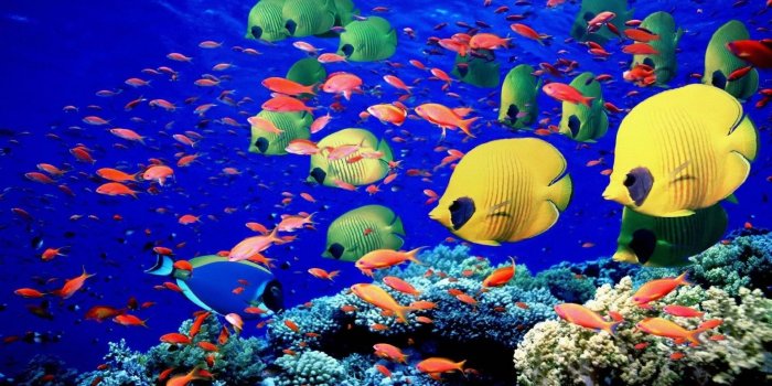 1920x1080 Coral Reef wallpaper ·① Download free amazing full HD backgrounds