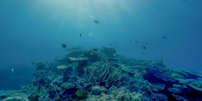 2048x1536 Climate change is stunting young coral in the Great Barrier Reef