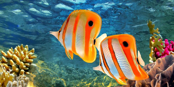 2513x1669 Earth Backgrounds, 723902 Great Barrier Reef Wallpapers, by Daniel Bruno